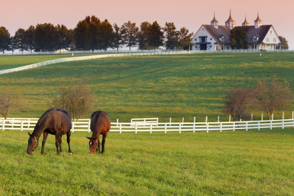 Stable Fencing Installation